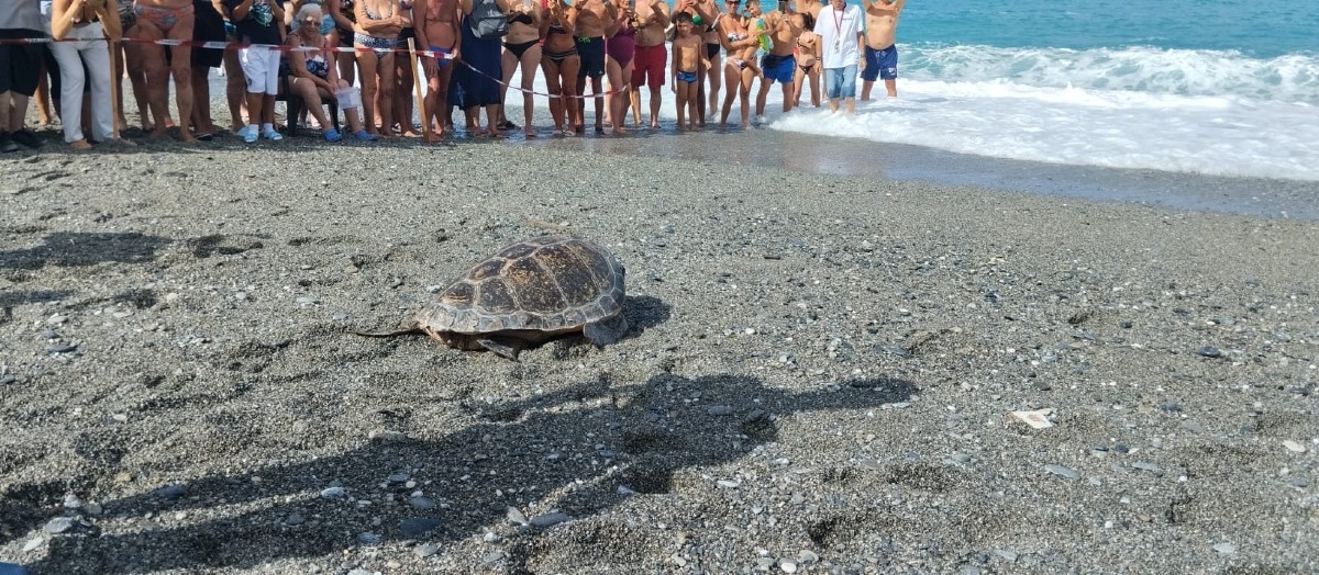Luciana torna a casa: liberata ad Amantea la tartaruga Caretta Caretta simbolo di rinascita e tutela ambientale -