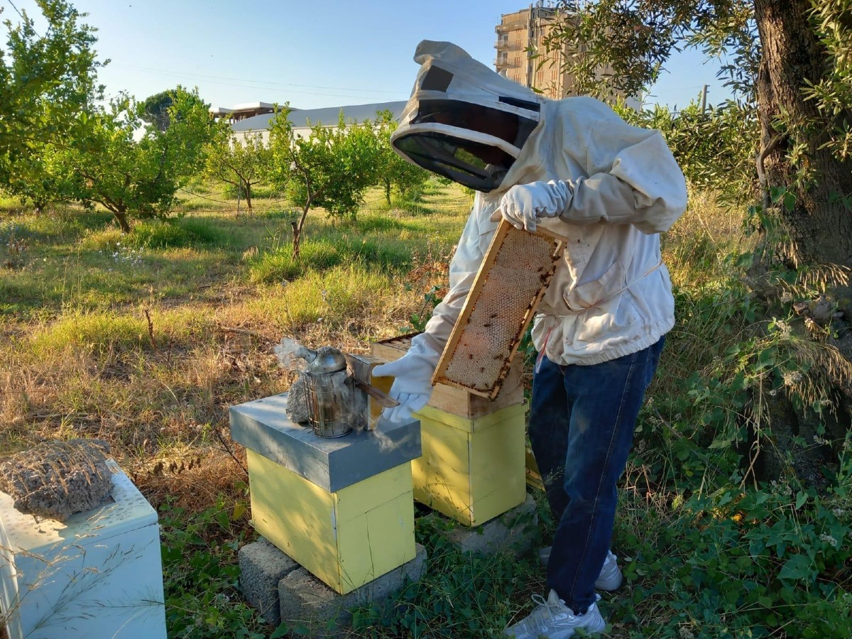 Corigliano-Rossano il Majorana diventa un'oasi di biodiversità con le api - 