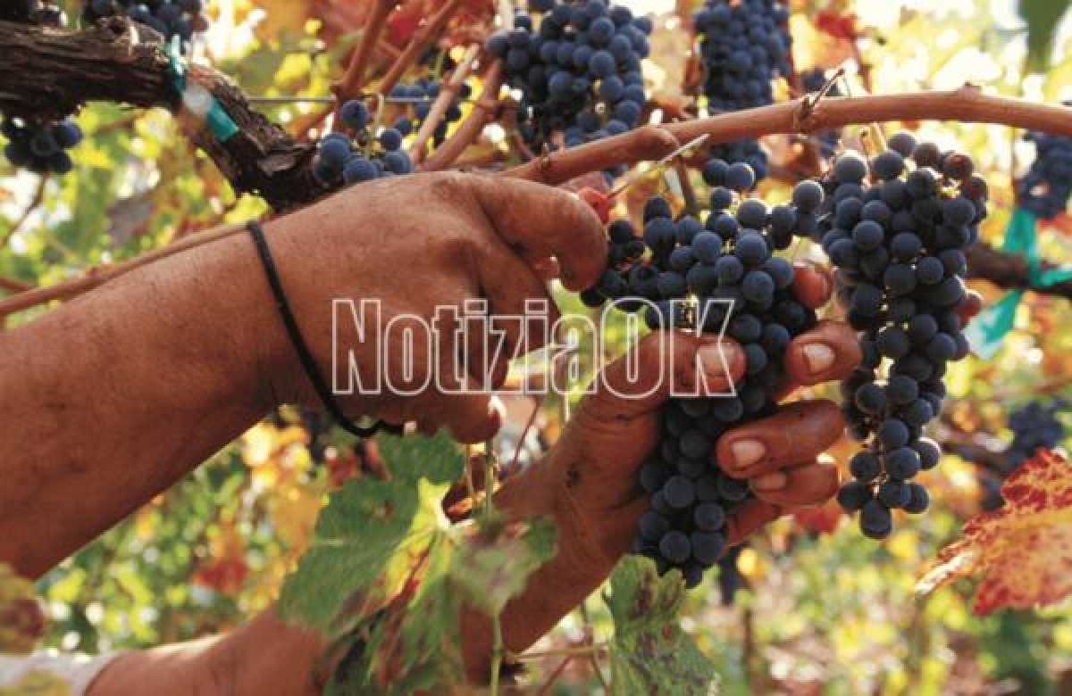 Dazi un primo commento di Coldiretti Calabria: meno gravosa rispetto all’ipotesi iniziale del 30% - 