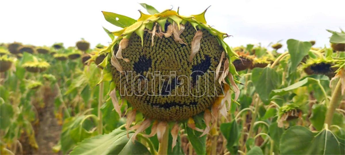 (Foto) La storia dei Girasoli di Capocolonna che intrattengono e sorridono ai curiosi - 