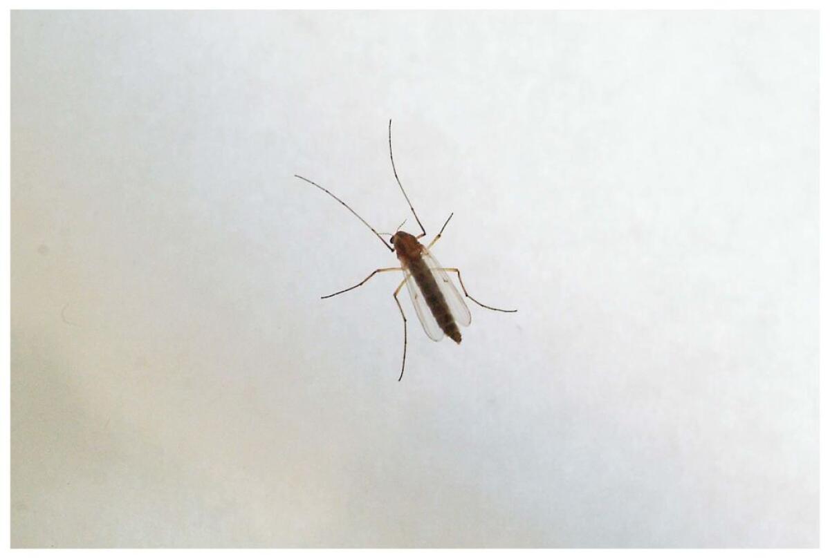 Nel Lazio muore una donna di 82 anni per il virus West Nile - 