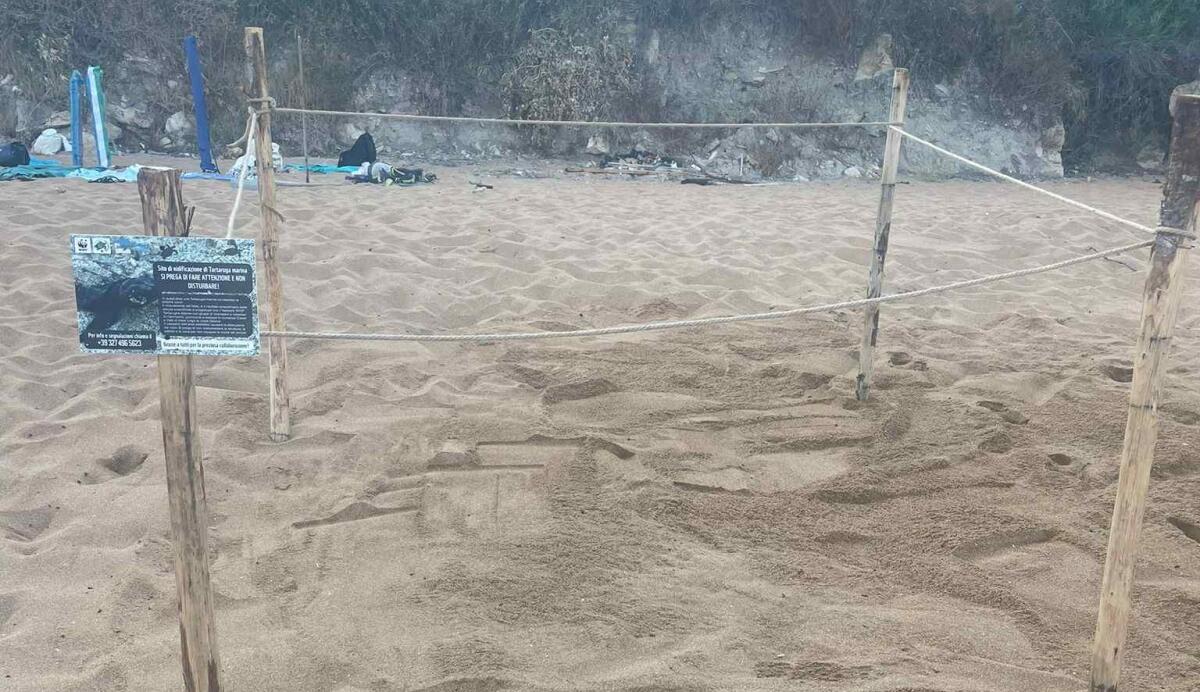 Nuova nidificazione di Caretta Caretta a Le Cannella: successo per la tutela ambientale a Isola di Capo Rizzuto - 