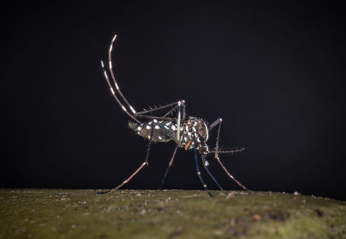 West Nile, al 23 luglio 32 casi di cui 21 in provincia di Latina -
