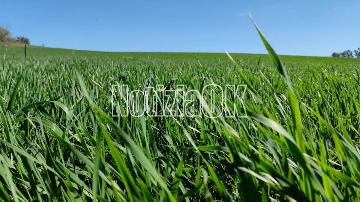Giovani Agricoltori: pubblicata la graduatoria in autovalutazione. Oltre 560 le domande presentate -