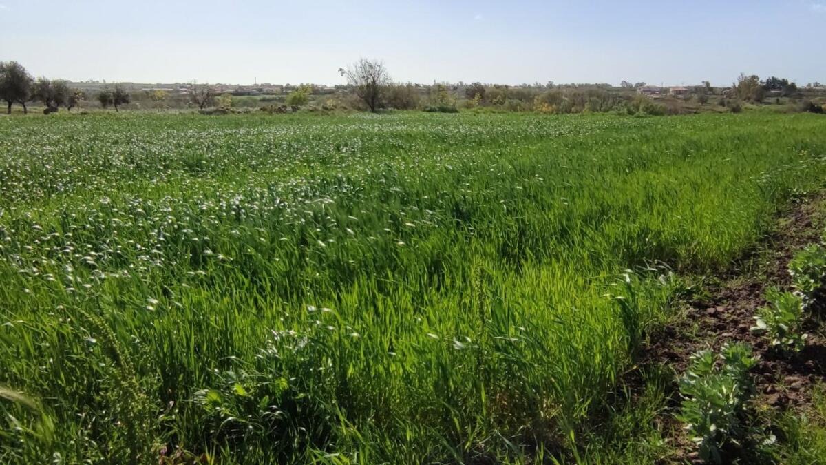 Corigliano-Rossano, formazione tecnico-agraria: importante convenzione tra IIS Majorana e UniRc - 