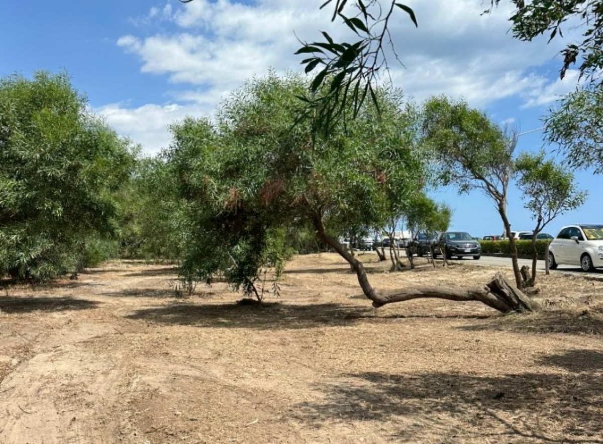 Completati i lavori di manutenzione della pineta di Botricello: un intervento a tutela dell’ambiente e del paesaggio - 