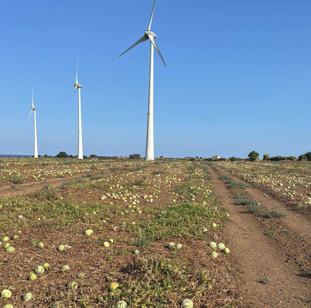 Angurie abbandonate e frantumate nei campi del Crotonese: «Così muore l’agricoltura italiana» -