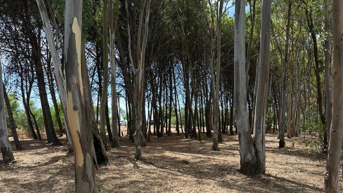 Completati i lavori di manutenzione e pulizia della pineta di Botricello - 