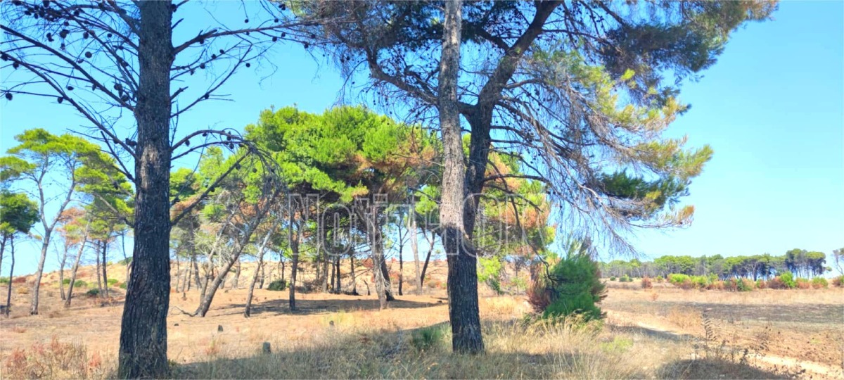 (Foto) Isola di Capo Rizzuto, cicatrici indelebili: anche questa estate il fuoco colpisce la Pineta di Sovereto -