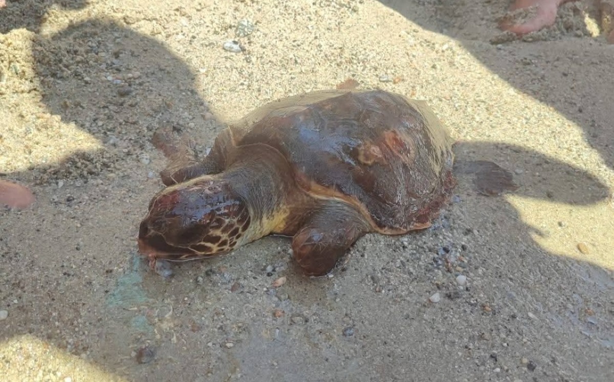 Sellia Marina, salvata una tartaruga Caretta Caretta in difficoltà -