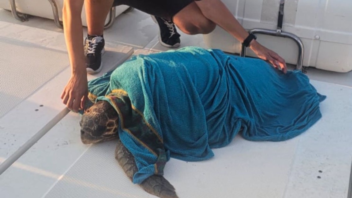 Tartaruga marina in difficoltà salvata al largo della costa crotonese -