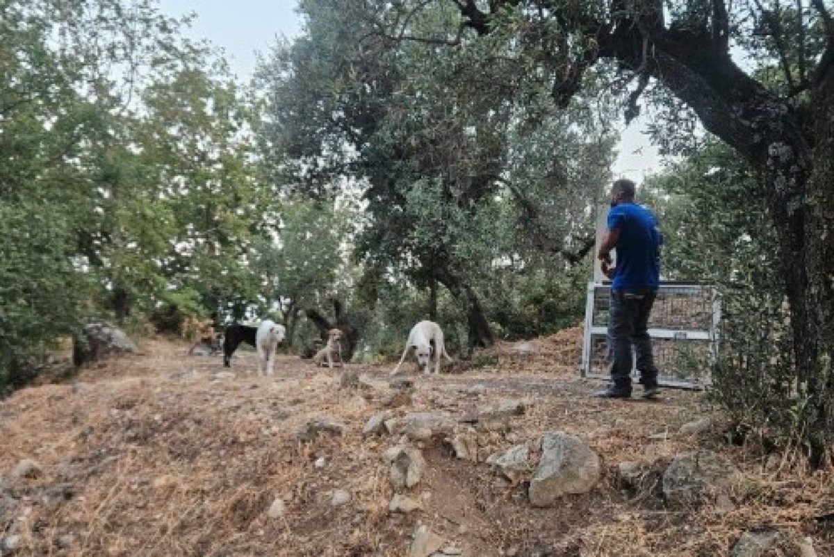 Cotronei, lotta al randagismo: attivato il Servizio di Cattura  - 