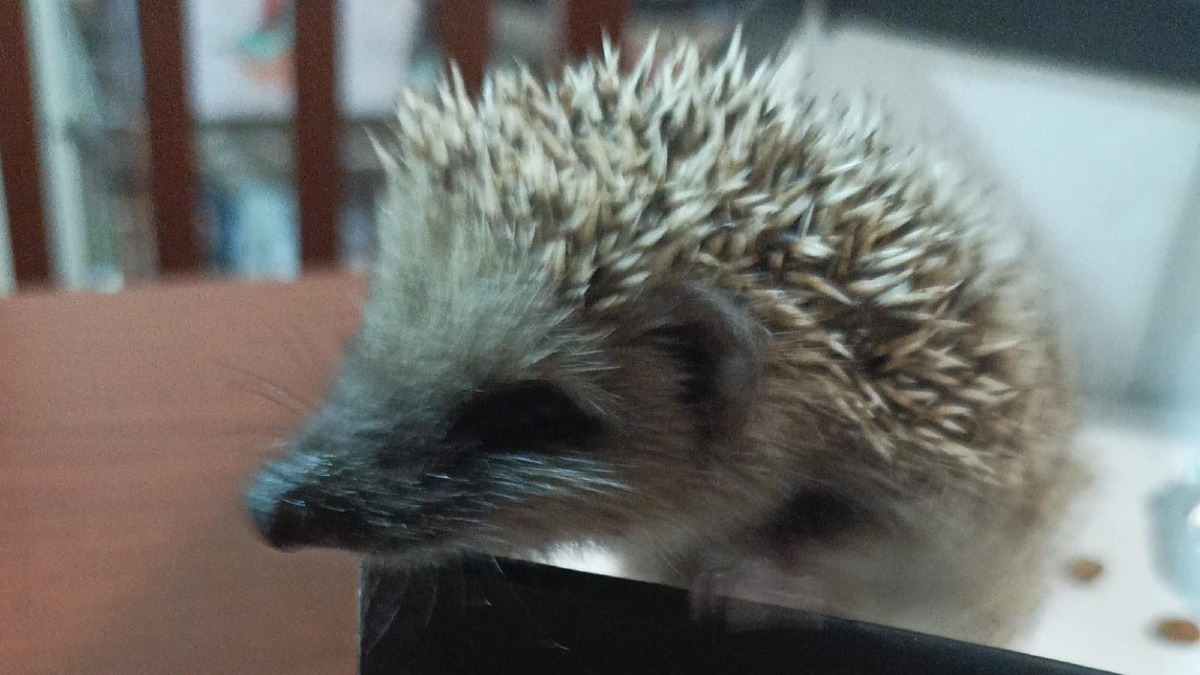 Salvata a Crotone la 50ª specie selvatica: WWF contro l’inerzia delle istituzioni - 
