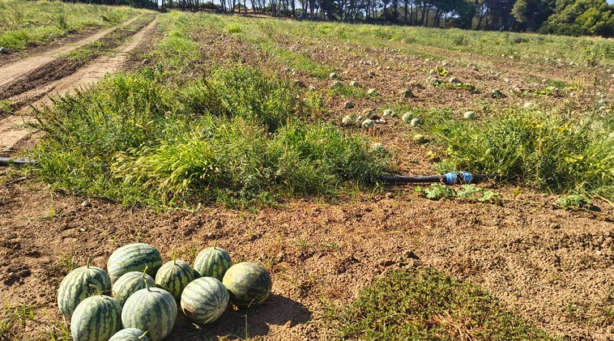 Isola di Capo Rizzuto, interi campi di angurie lasciati a marcire: l'appello di COAPI Calabria -