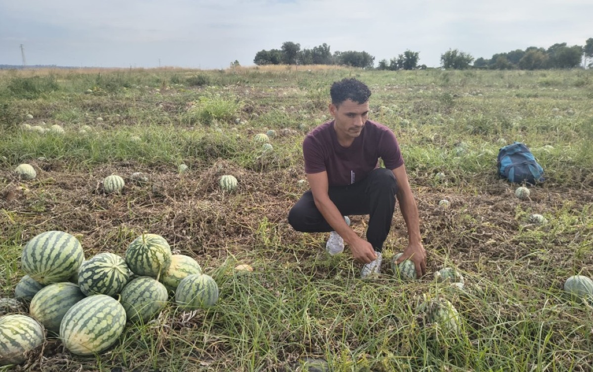 Botricello, angurie invendute, ma non sprecate: Cosentino Antonio e CoAPI Calabria in prima linea per la solidarietà -