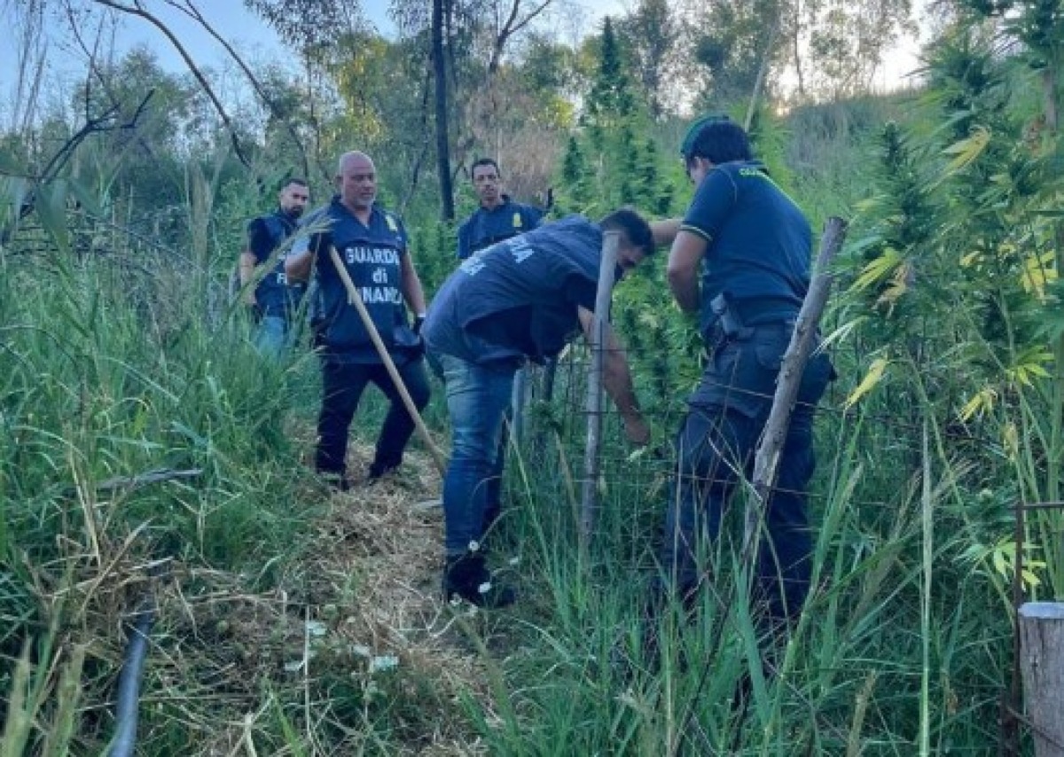 Crotone, sequestrata una piantagione di Marijuana in contrada Columbra - 