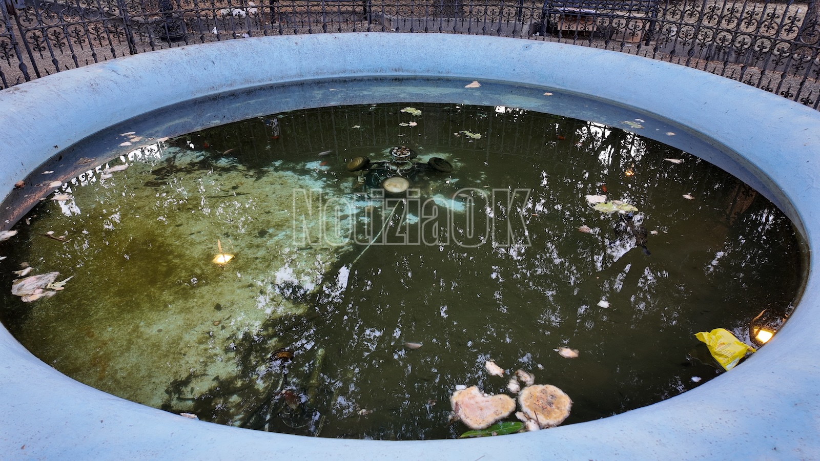 Vasca con pesci rossi e tartarughe trasformata in discarica - vasca piazza umberto I redazione