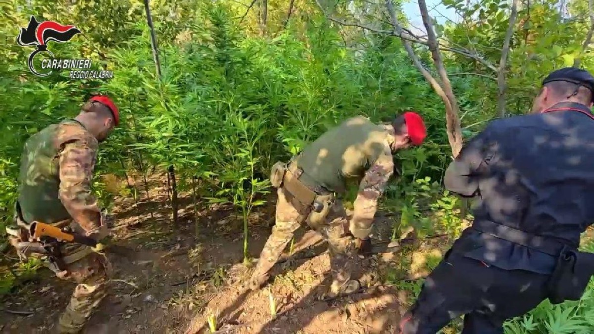 Careri (RC): sequestrata piantagione di canapa indiana, un arresto in flagranza -