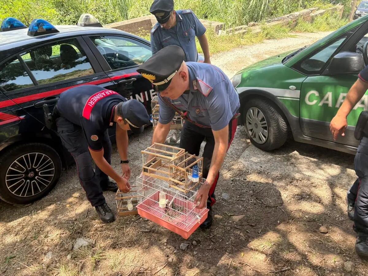 Cardellini protetti in gabbia, denunciato un uomo nel Reggino - 