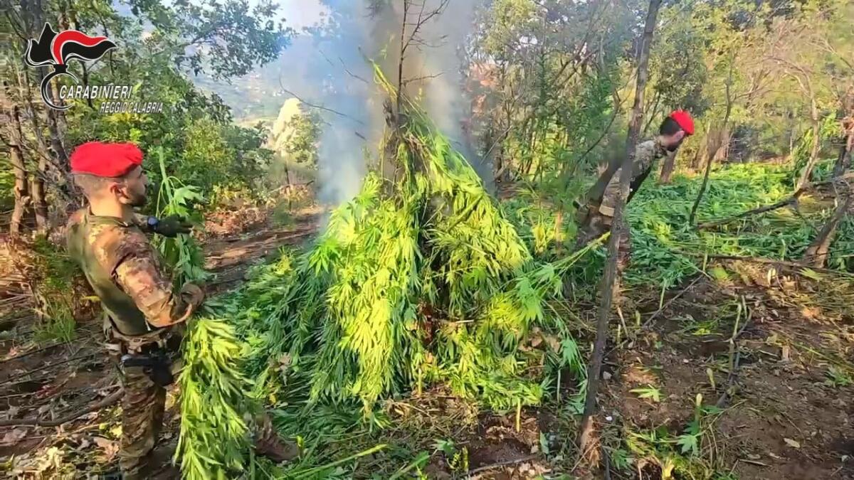 Scoperta una maxi piantagione di marijuana nella Locride - 