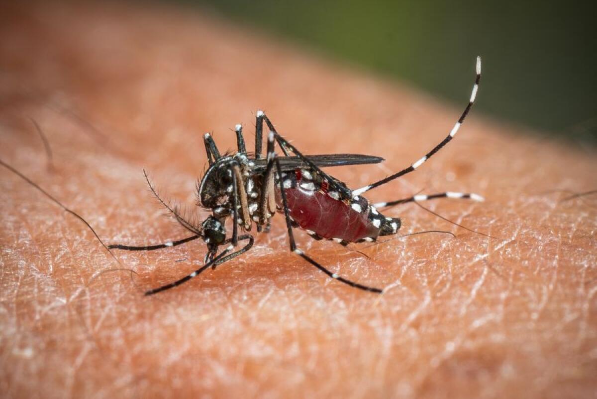 West Nile, da inizio anno 173 casi e 11 decessi in Italia - 