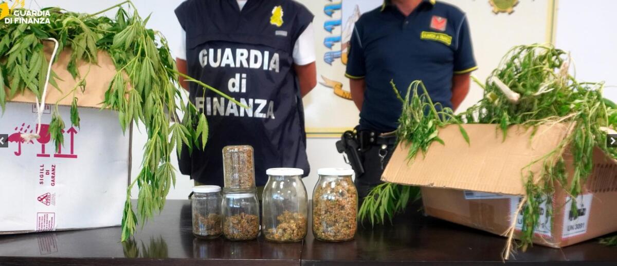 Chieti, 20 chili di marijuana nascosti tra la vegetazione -
