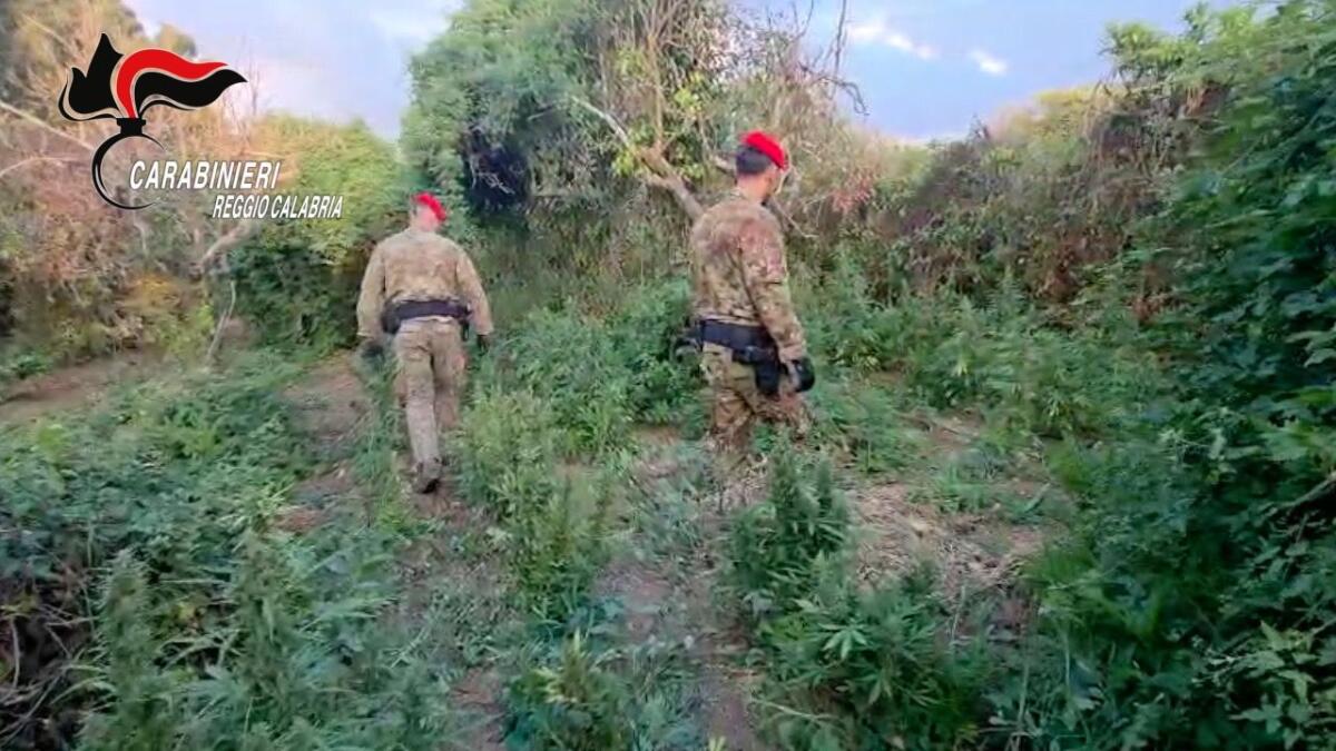 Scoperta piantagione di marijuana, arrestati due reggini e sequestrati 100 chili di sostanza - 