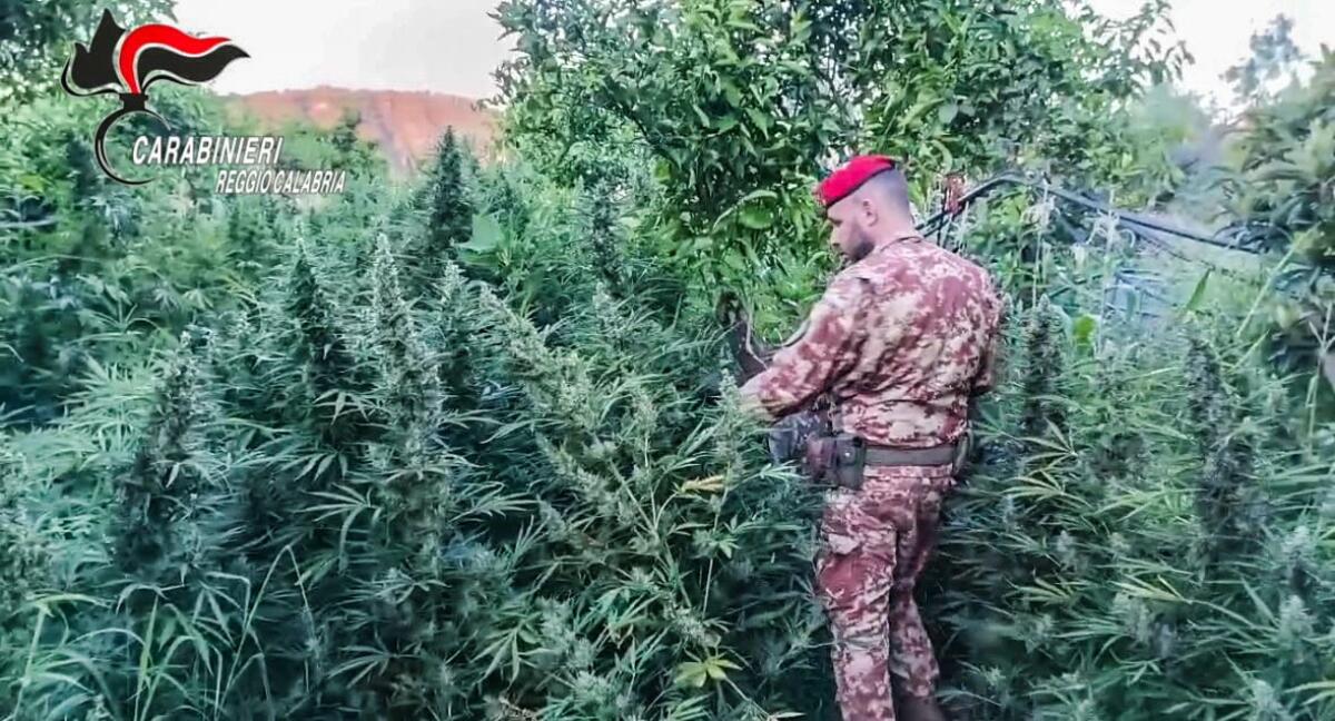 I Carabinieri scoprono una piantagione di cannabis e un deposito di armi nel Reggino - 