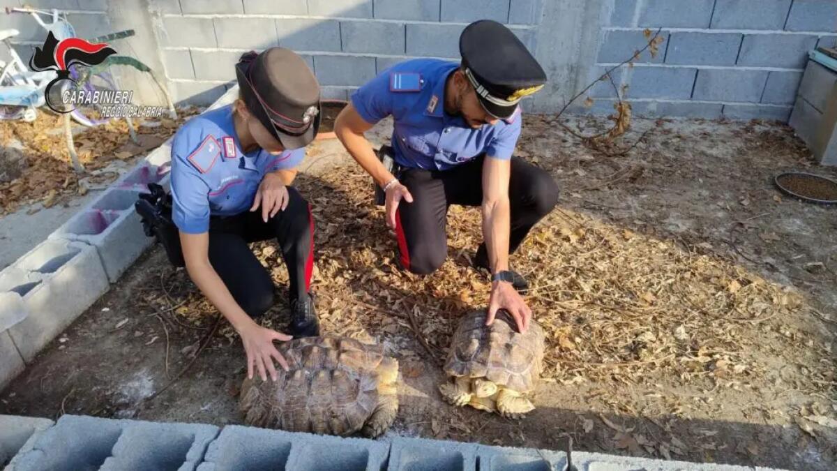 Scoperto un “mini zoo abusivo” nella Piana di Gioia Tauro, sanzioni per 20 mila euro - 