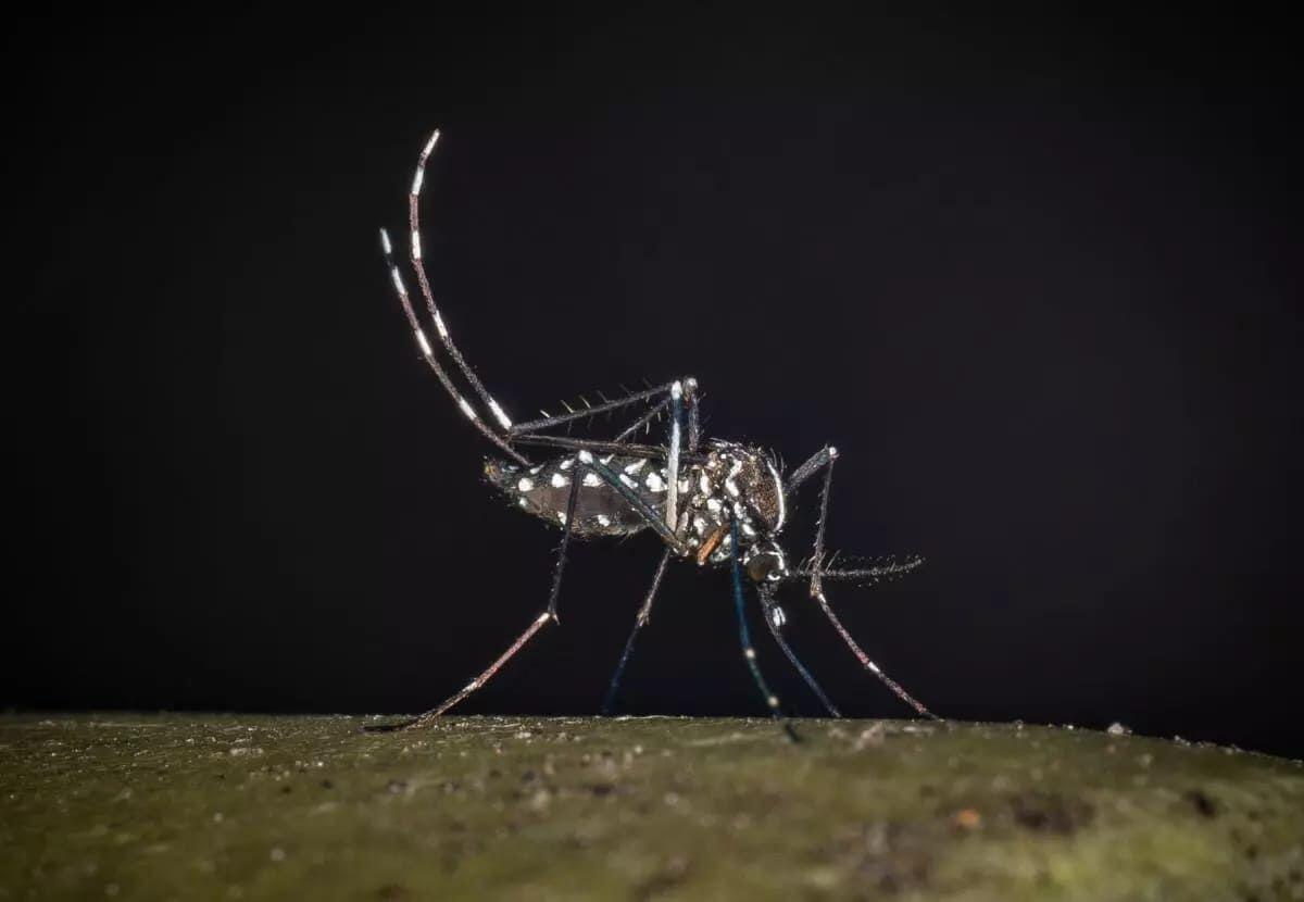 Iss, salgono a 275 i casi confermati di West Nile in Italia. 19 decessi - 