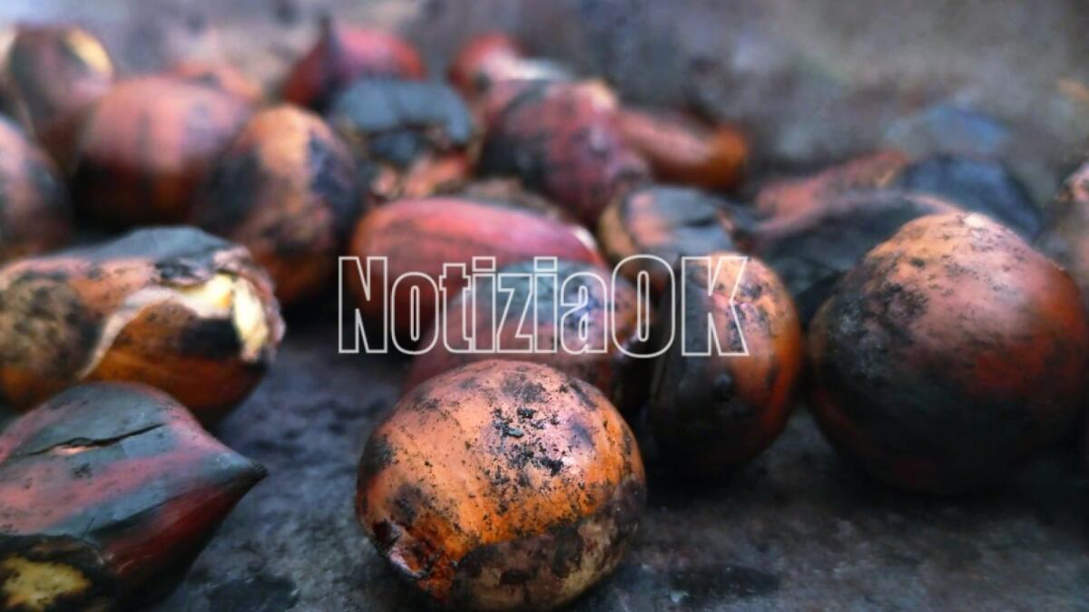 Cotronei celebra la castagna con la 16ª edizione della sagra autunnale - Castagne - Redazione