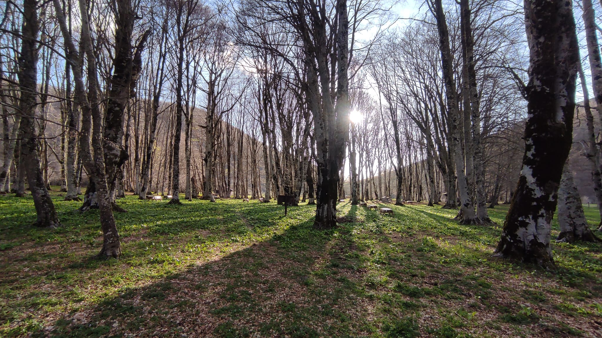 "Festa della Montagna a Martirano Lombardo: Natura, Sapori e Musica tra i Boschi" -