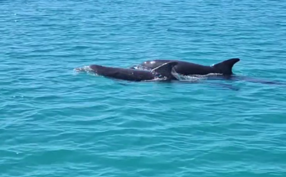 Delfini davanti a Sellia Marina: un incontro che emoziona residenti e turisti -