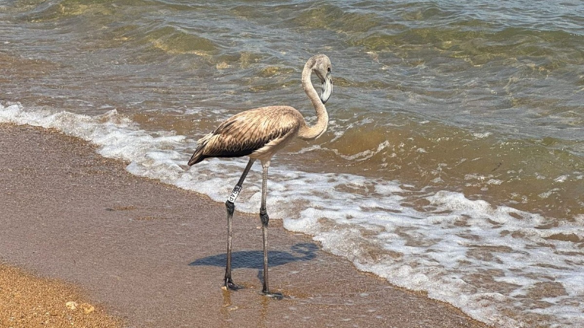 Un fenicottero sul lungomare di Crotone, il WWF Crotone: “È solo stanco, lasciamolo riposare” -