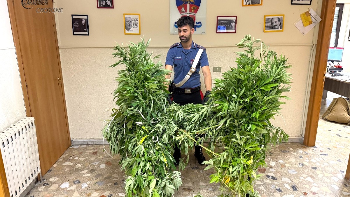 Mesoraca, scoperta piantagione di cannabis: sequestrate 80 piante -