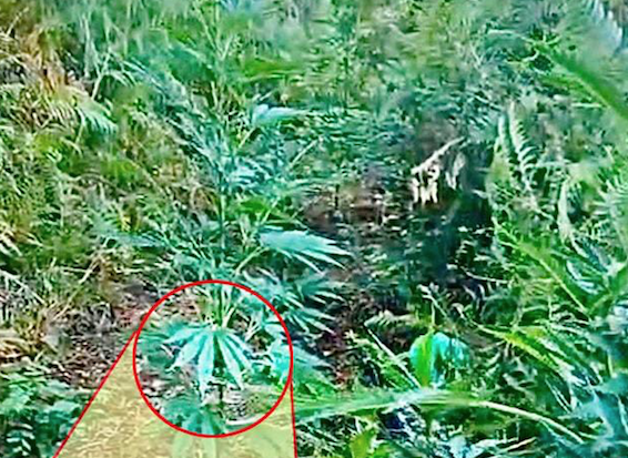 Cetraro - Sequestrate 100 piante di cannabis in una zona montana -