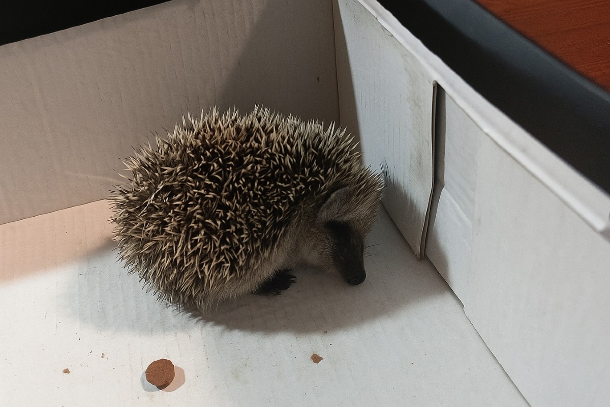 Emergenza fauna selvatica: boom di richieste di soccorso per ricci, rondoni e poiane -