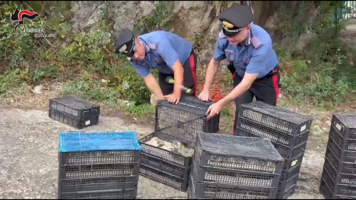 Scoperta choc a Villa San Giovanni: 2.200 uccelli protetti salvati dai Carabinieri -