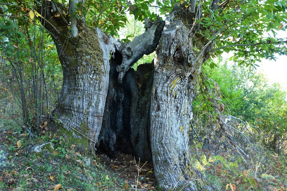 Arboreal Imprintis il 13 settembre 2025 nel bosco di Pratopiano a Casali del Manco - 