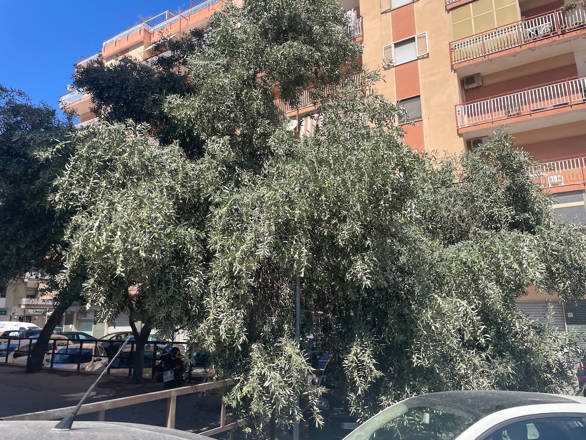 Nei quartieri di Crotone: un angolo di via Manzoni e l'ulivo che cede -