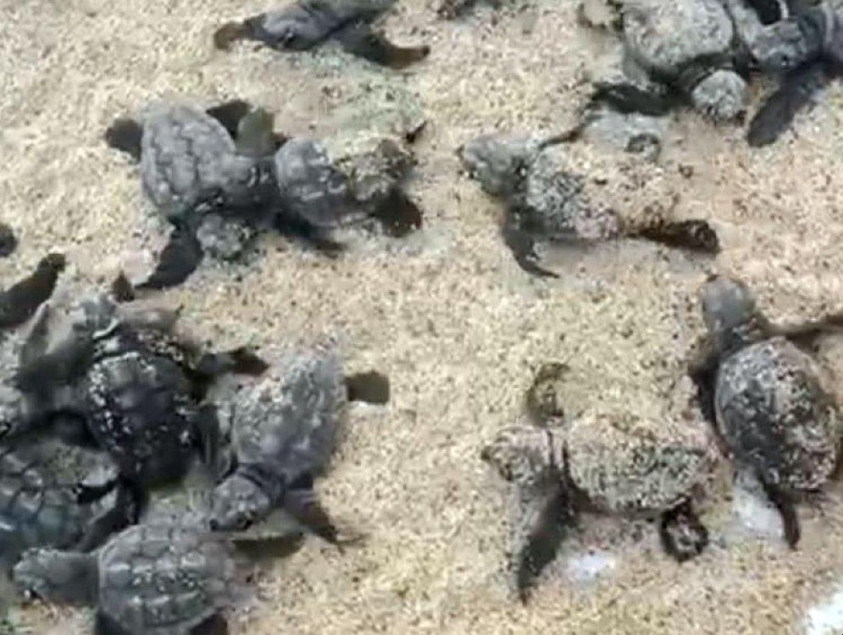 Simeri Mare, monitorato il nido di Caretta Caretta: 44 le uova schiuse -