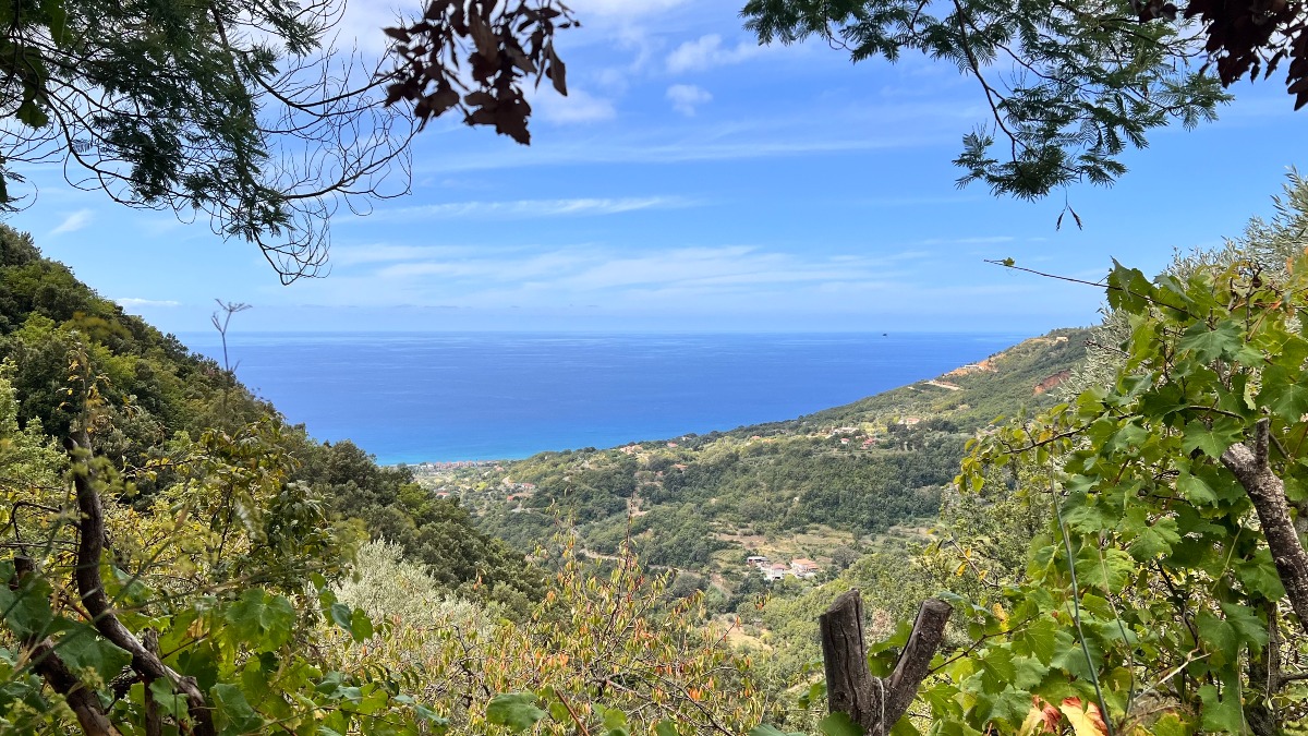 Fiumefreddo Bruzio, Emergenza lupi sulla costa tirrenica cosentina: allevatori in difficoltà -