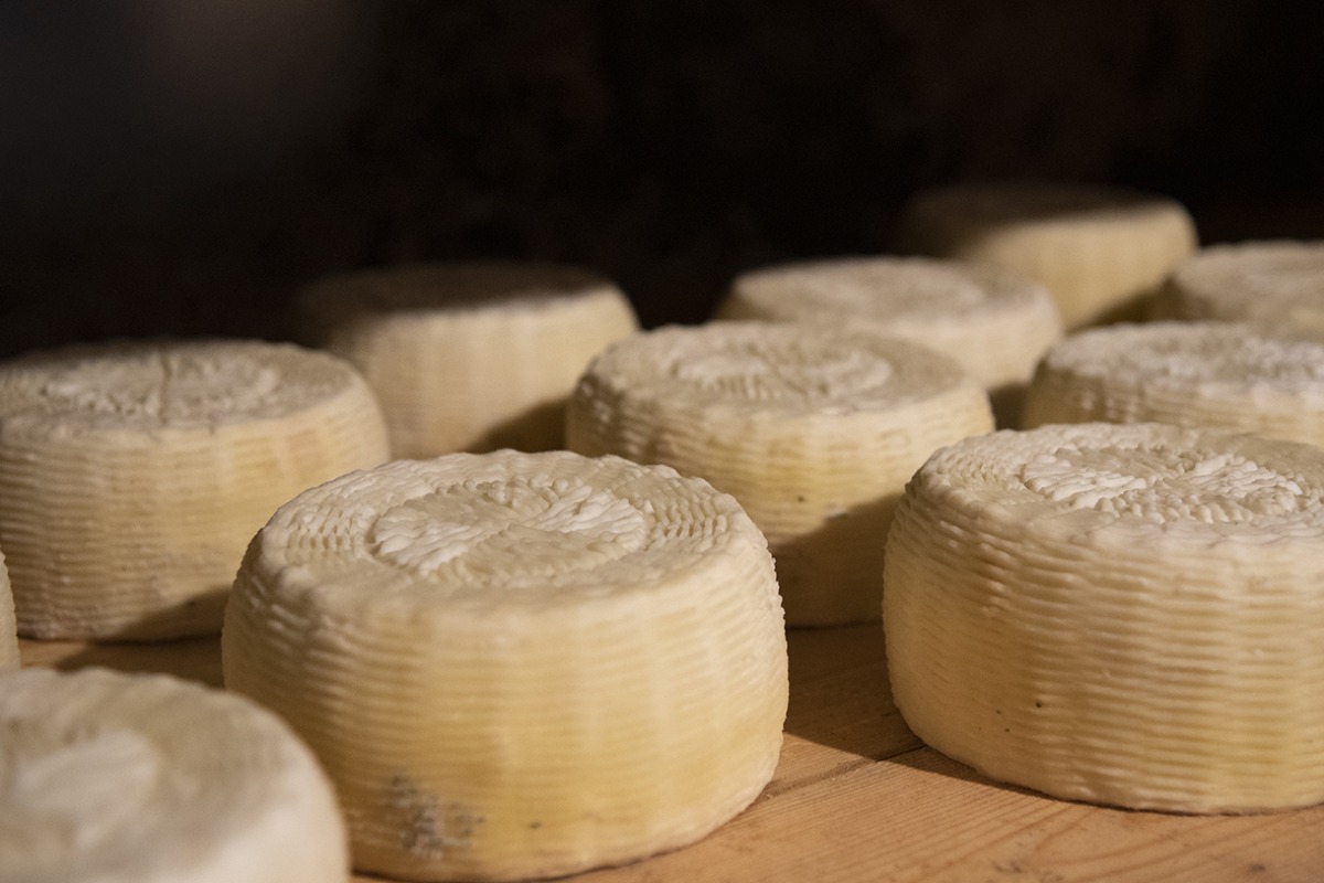 Formaggi, pascoli e territorio: Slow Food Calabria a Cheese per promuovere l'arte casearia regionale -