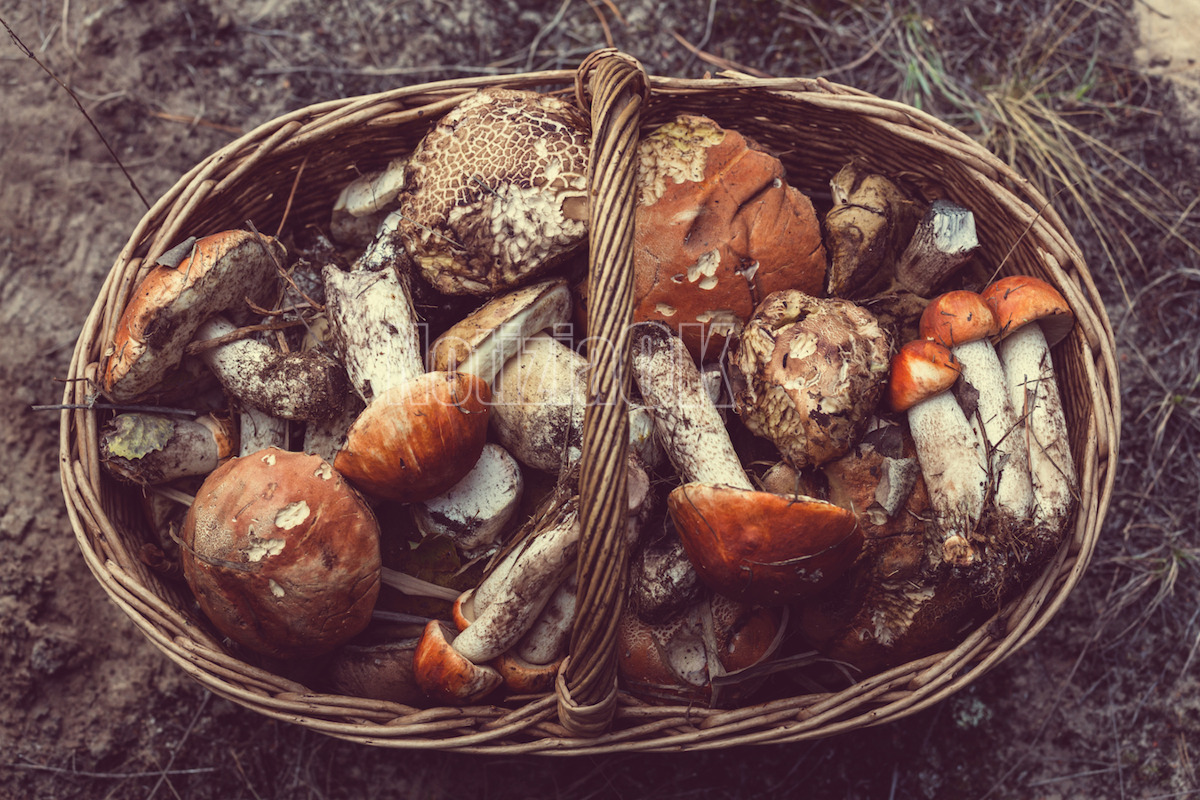 Dalla terra alla tavola, inizia la raccolta dei funghi - 