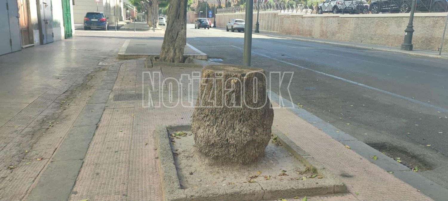 Nei Quartieri di Crotone -  Via Nuova Poggioreale: un albero abbattuto e un "resto" che resta - 