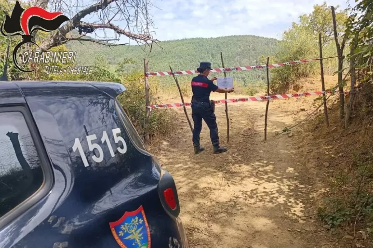 Taglio irregolare di alberi, sequestrata area boschiva a Longobucco - 