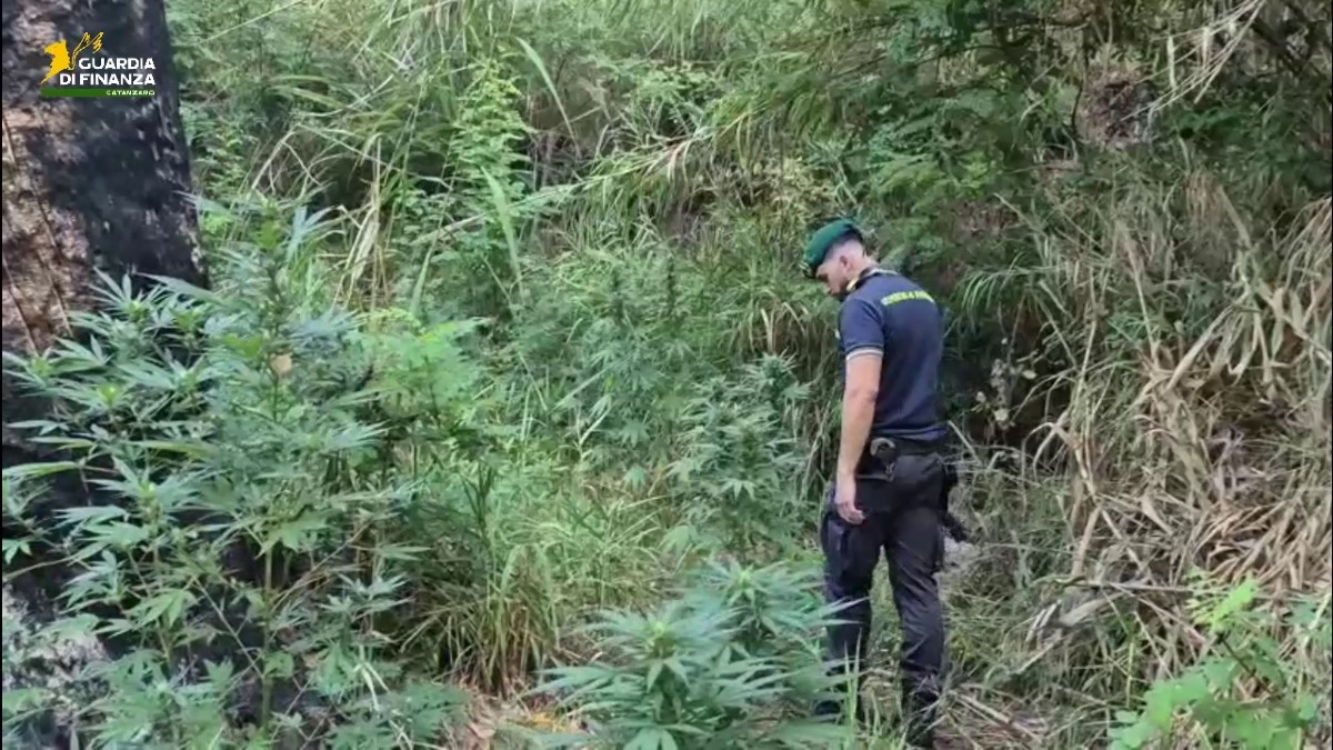 Maxi piantagione di canapa scoperta tra nel catanzarese: sequestrate oltre 1300 piante, valore 3 milioni di euro - 