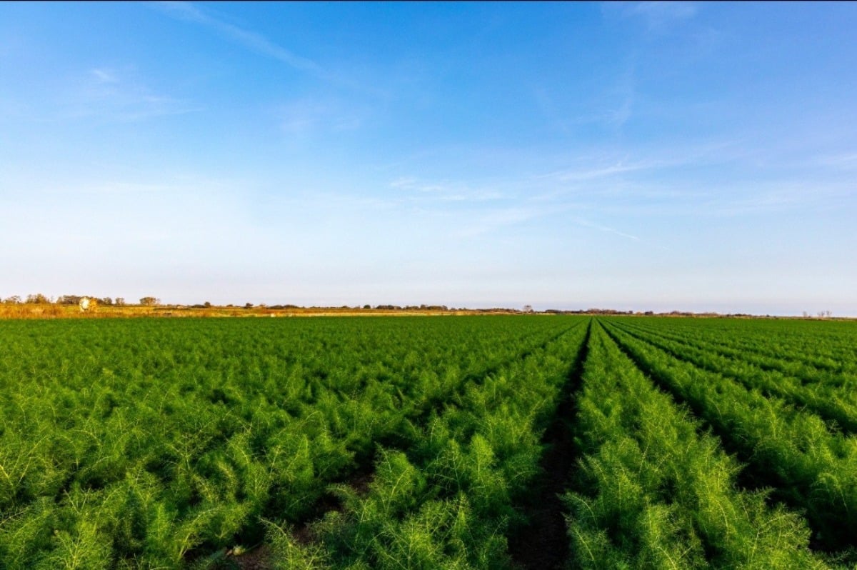 Dal 30 settembre al 2 ottobre il Consorzio del Finocchio IGP di Isola Capo Rizzuto al Fruit Attraction  - 
