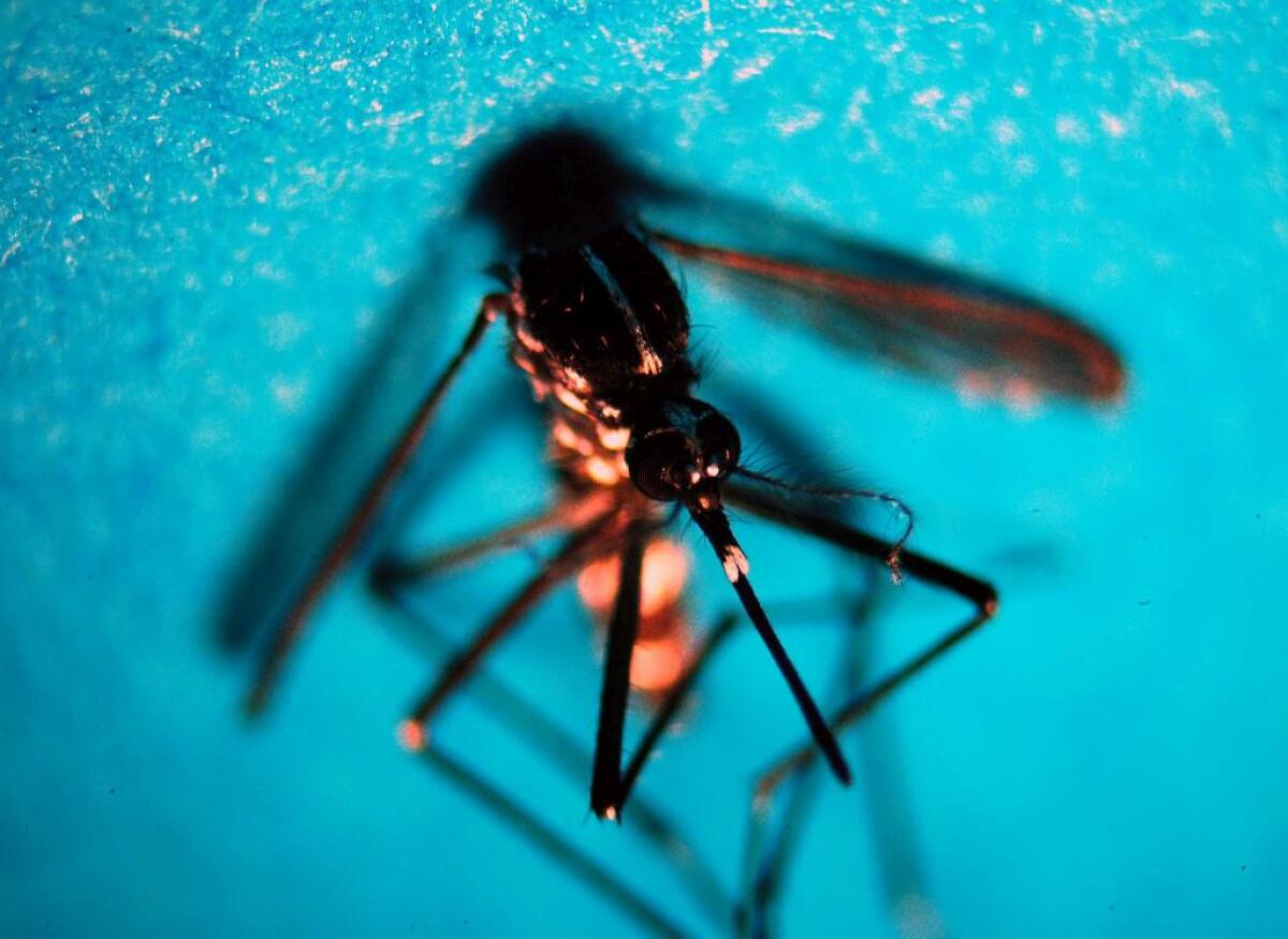 Da inizio anno in Italia 647 casi di infezione da West Nile, 47 decessi - 