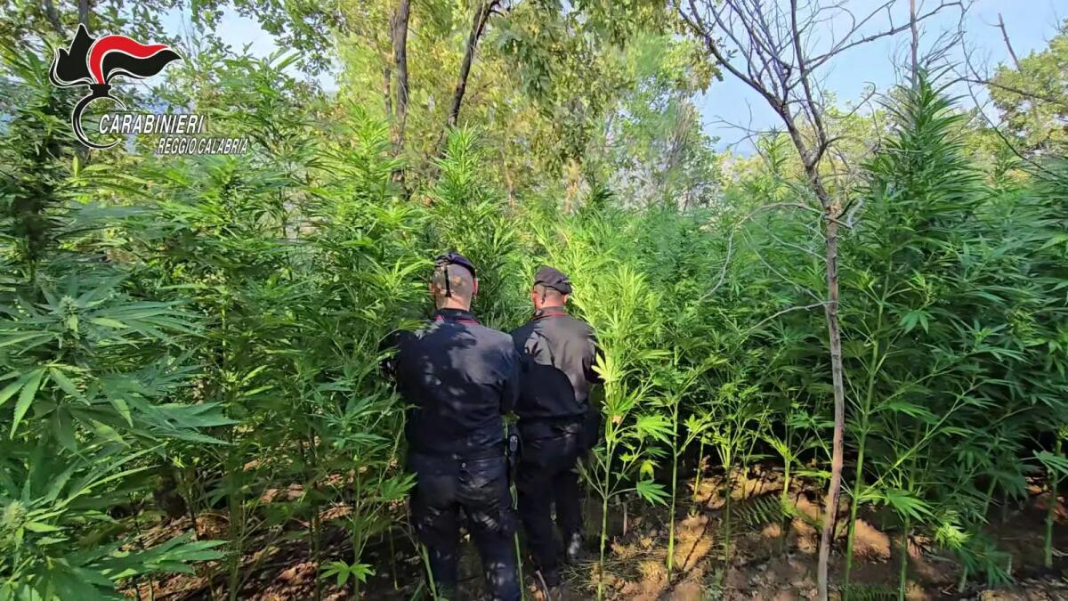 Scoperta una piantagione di cannabis nella locride, due arresti - 